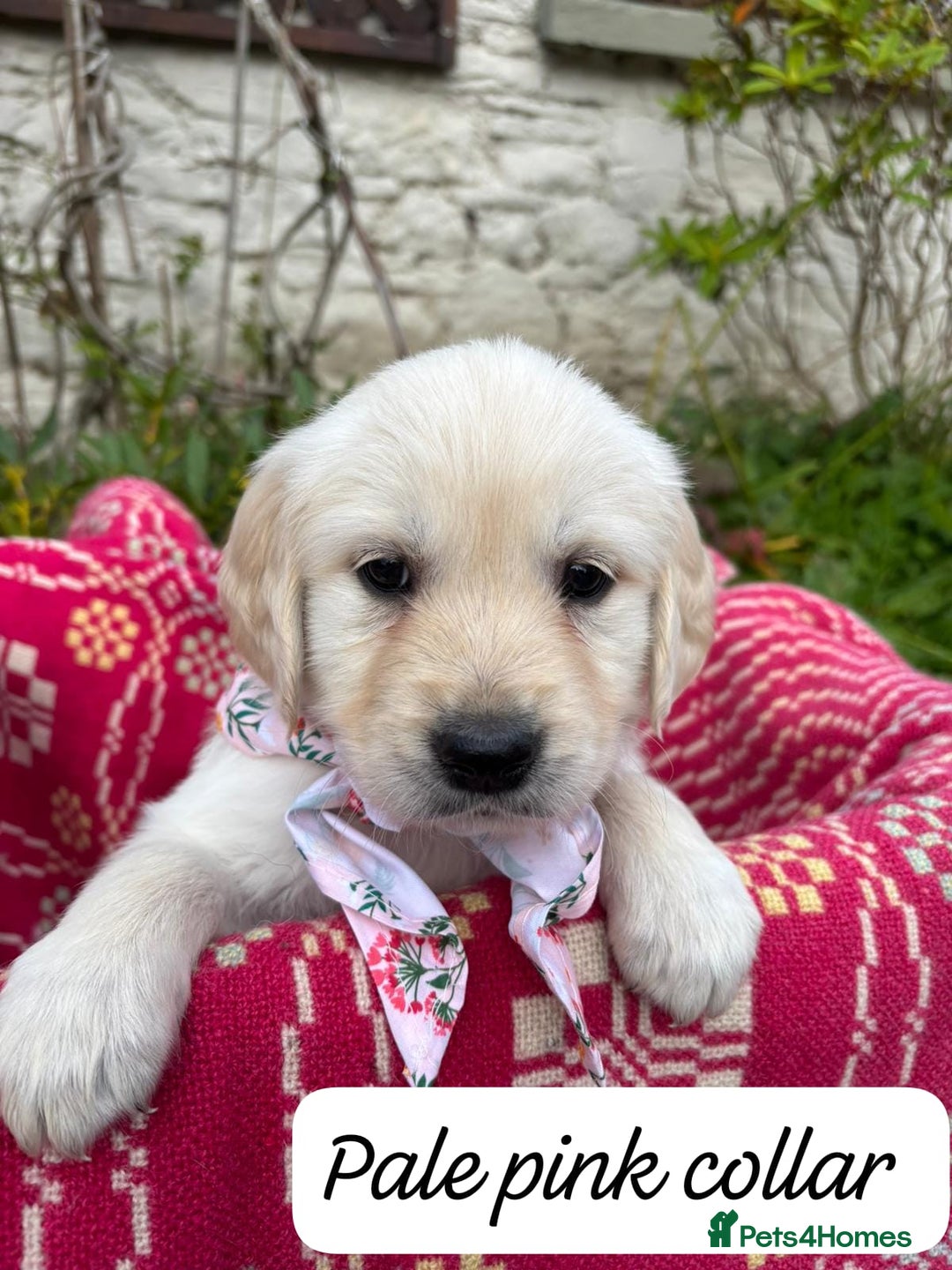Golden Retriever dogs for sale: ❤️ Superb Litter of Golden Retriever Puppies ❤️ - Image 18