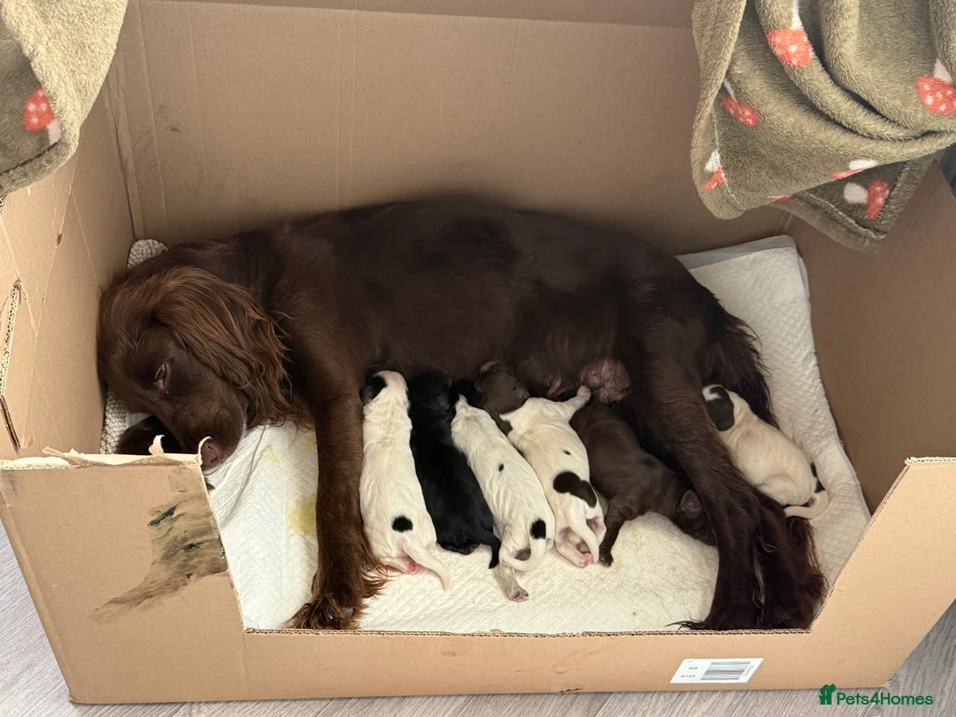 Mixed Breed dogs for sale: 1 male puppy left  in Melksham - Advert 2