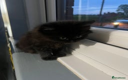 RagaMuffin cats for sale: Ragamuffin kittens  - Image 3