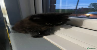 RagaMuffin cats - Advert 13