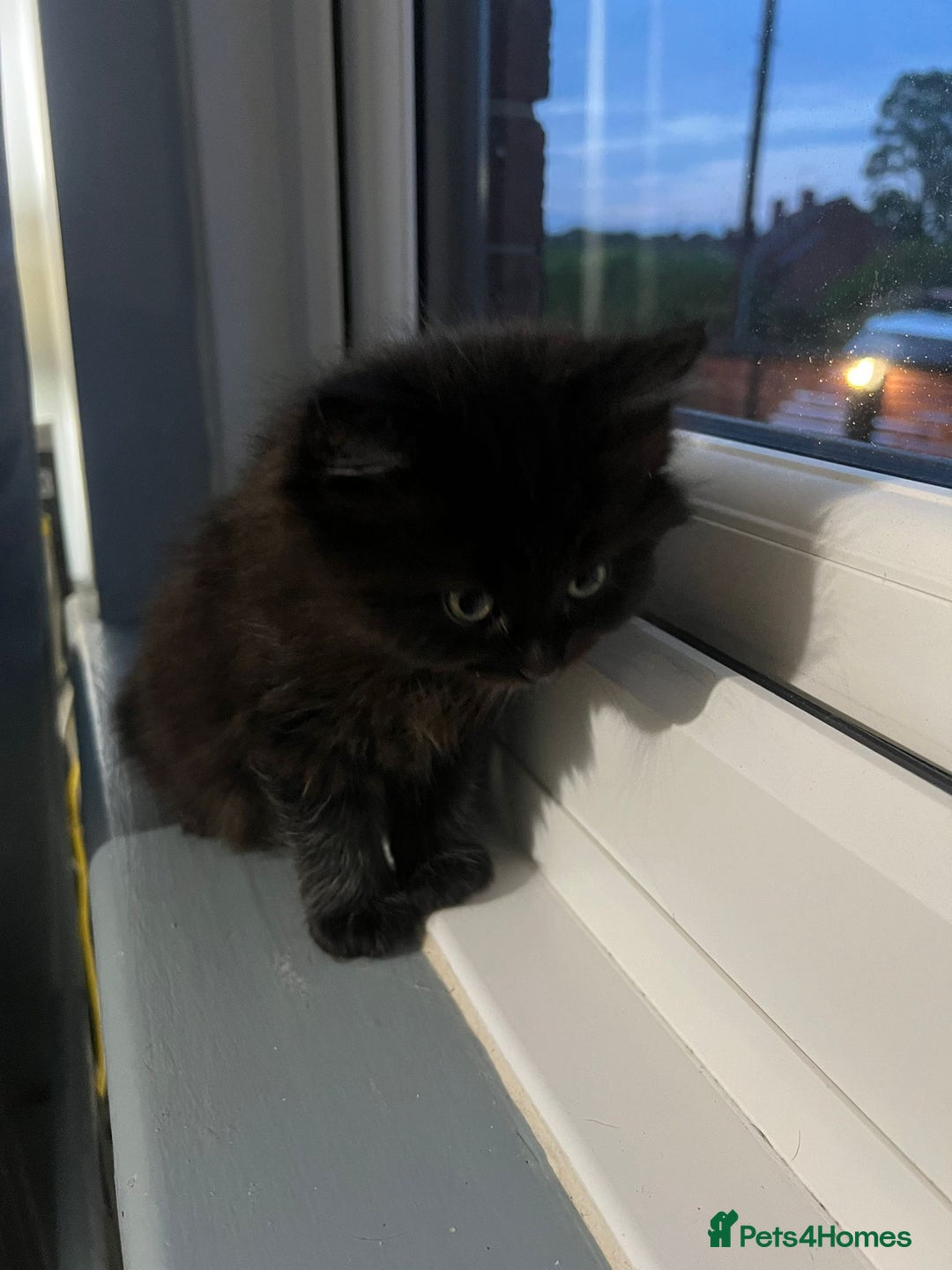 RagaMuffin cats for sale: Ragamuffin kittens  - Image 3