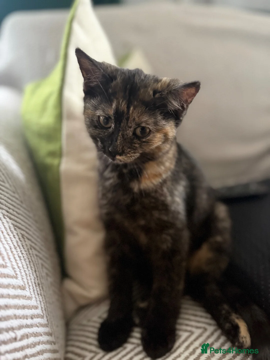 Mixed Breed cats for sale: Two Beautiful Kittens Looking for Loving Homes - Advert 15