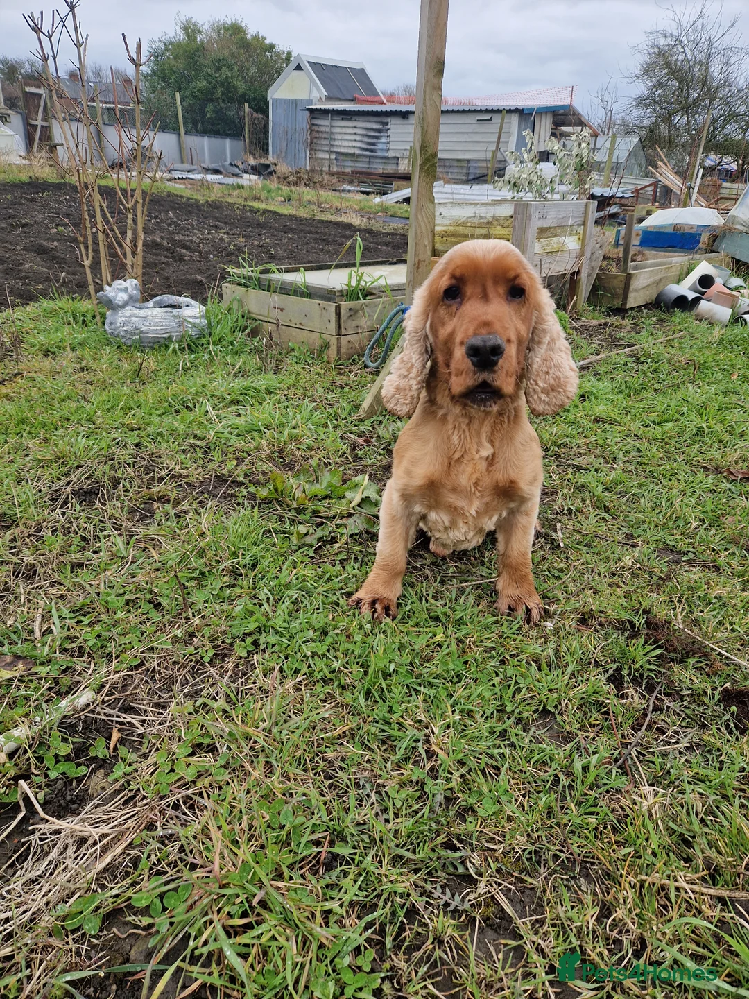 Cocker Spaniel dogs for stud: Golden Show Type Cocker for Stud in Shildon - Advert 10