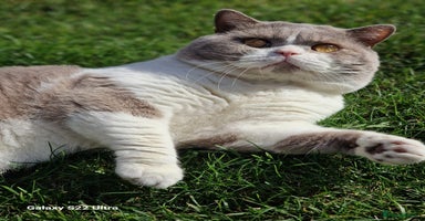 British Shorthair cats - Advert 6