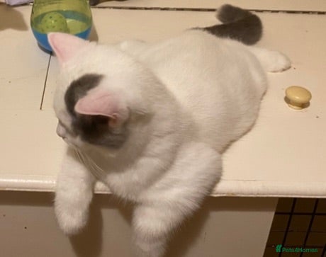 British Shorthair cats Two GCCF Registered BSH Kittens Ready Now - Advert 2