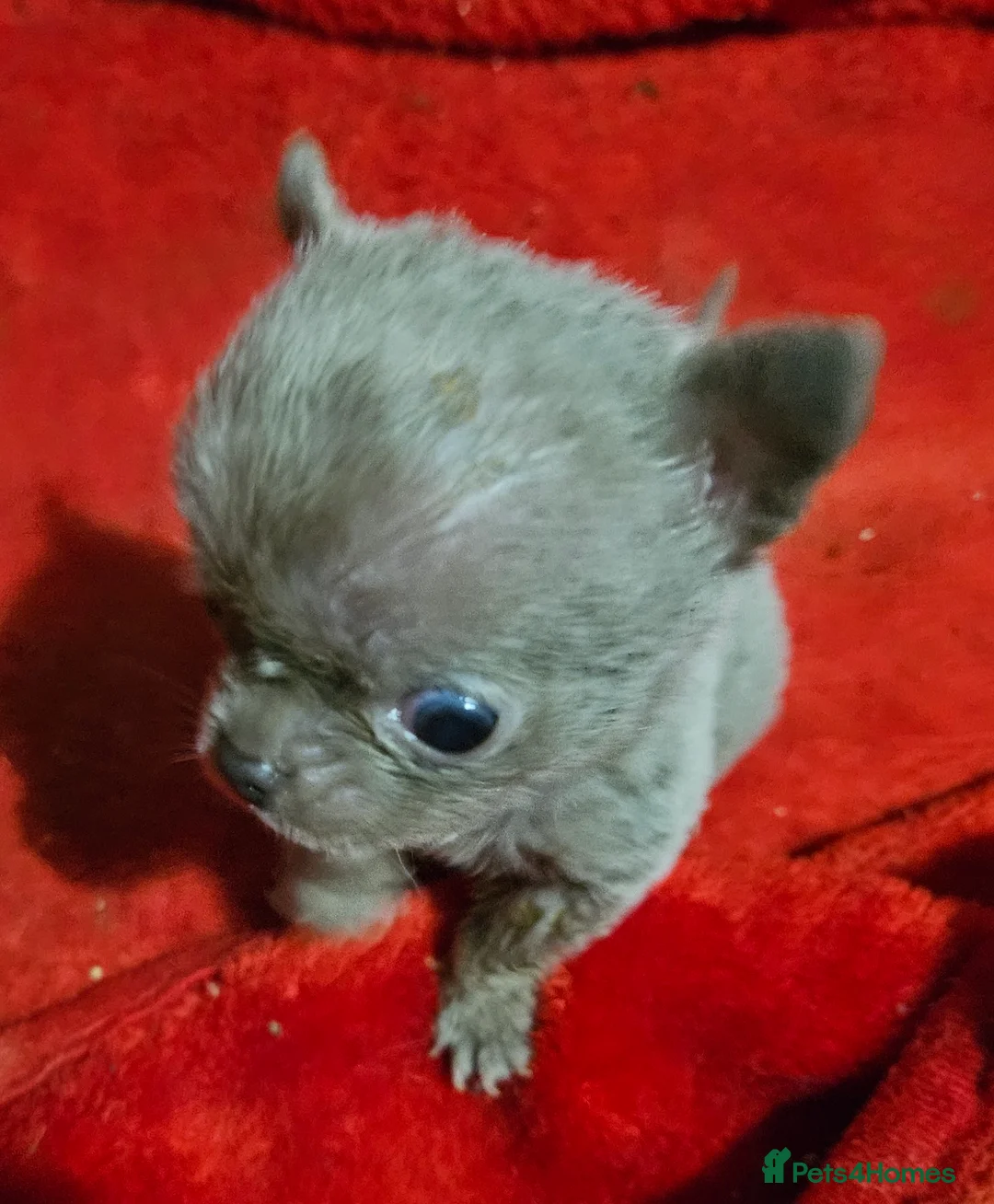 Chihuahua dogs for sale: TINY KC REG Lilac Chihuahua puppies - Advert 3