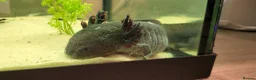 Axolotl reptiles for sale: Axolotls - 2 males and full tank set up in Kilmarnock - Advert 8