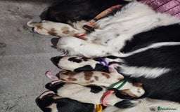Cavalier King Charles Spaniel dogs for sale: Companion cavalier king charles spaniels - Image 10