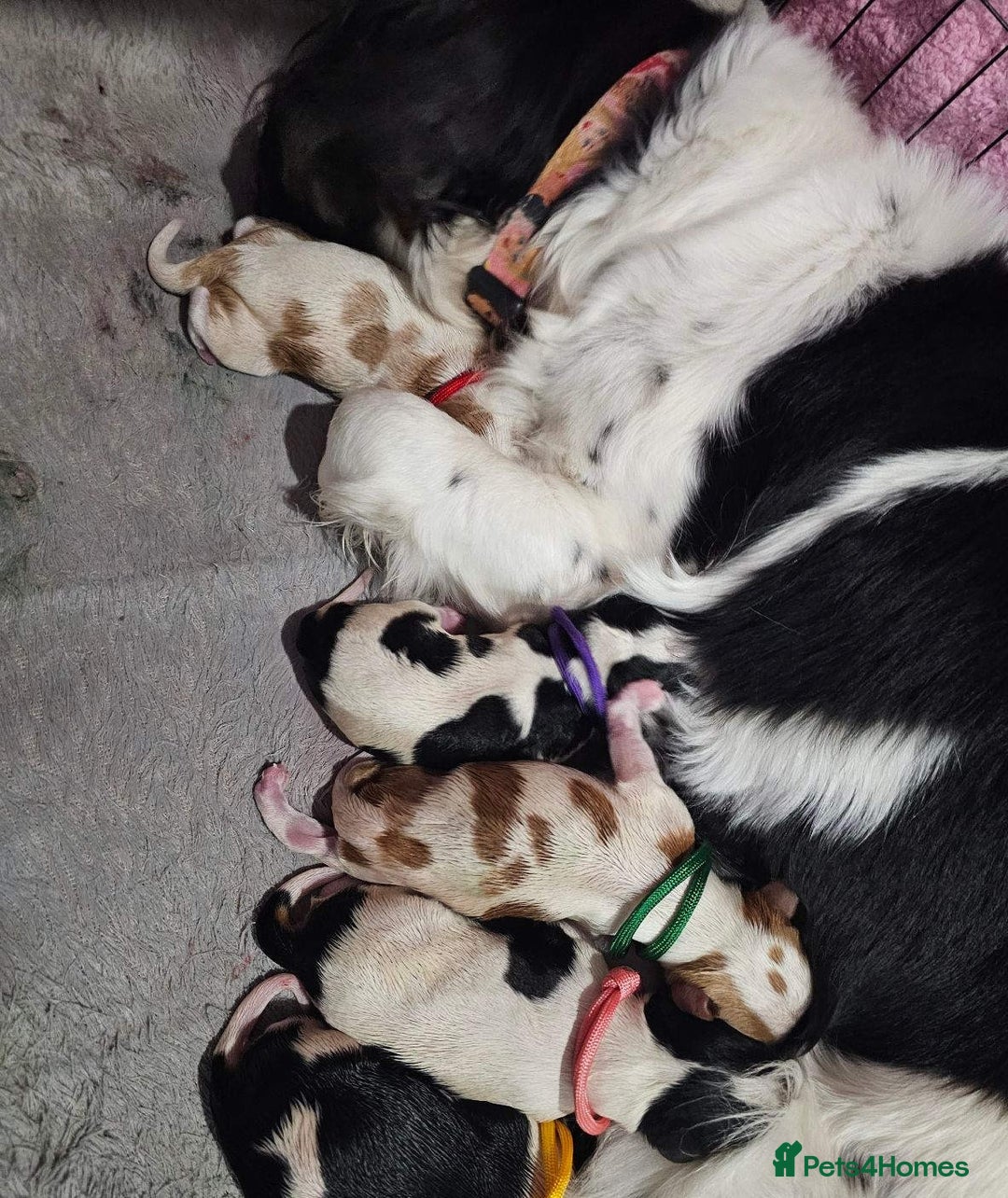 Cavalier King Charles Spaniel dogs for sale: Companion cavalier king charles spaniels - Image 10