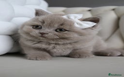 British Shorthair cats for sale: ❤️ Beautiful British Shorthair ❤️ - Image 17