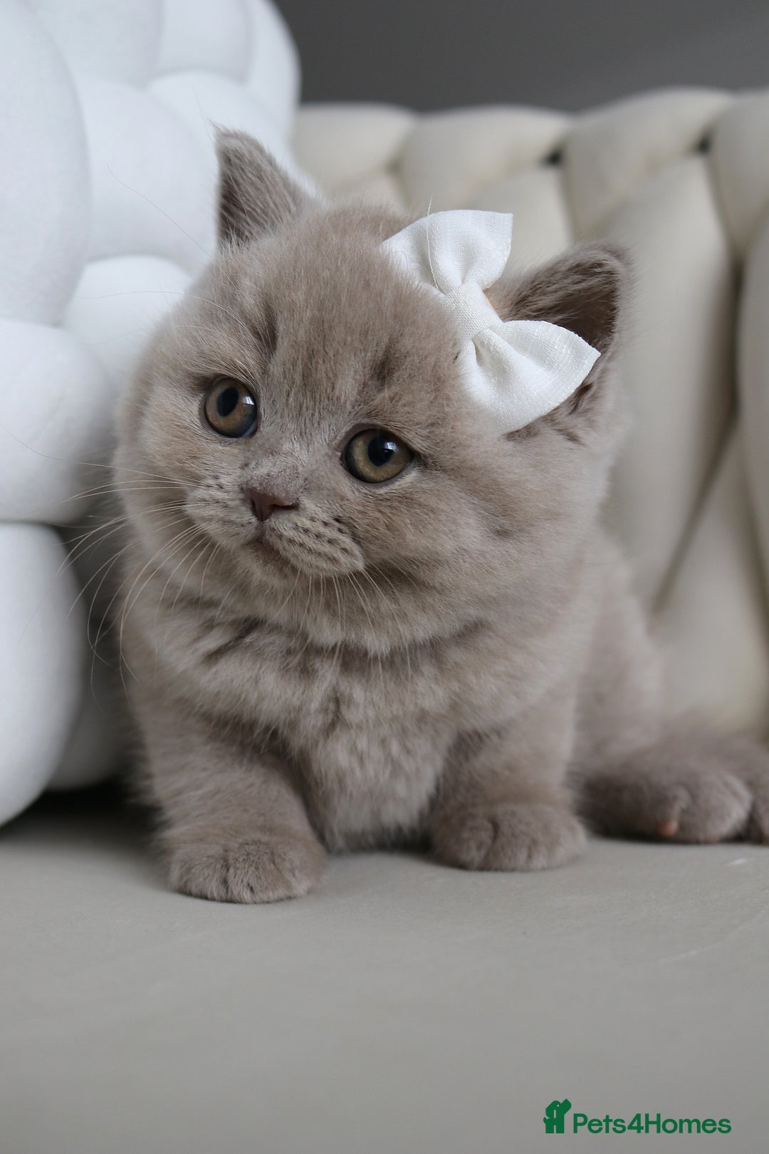 British Shorthair cats for sale: ❤️ Beautiful British Shorthair ❤️ - Image 17