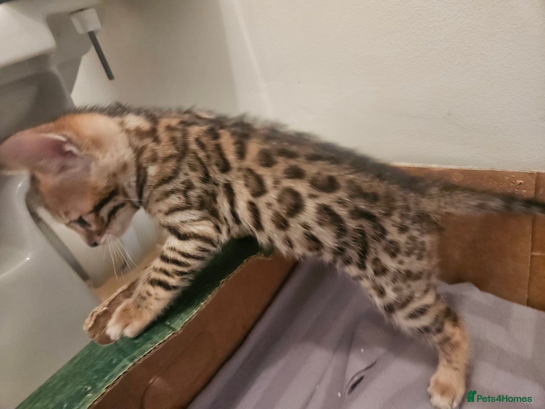 Bengal cats for sale: Pure Bengal kittens for sale - Image 24