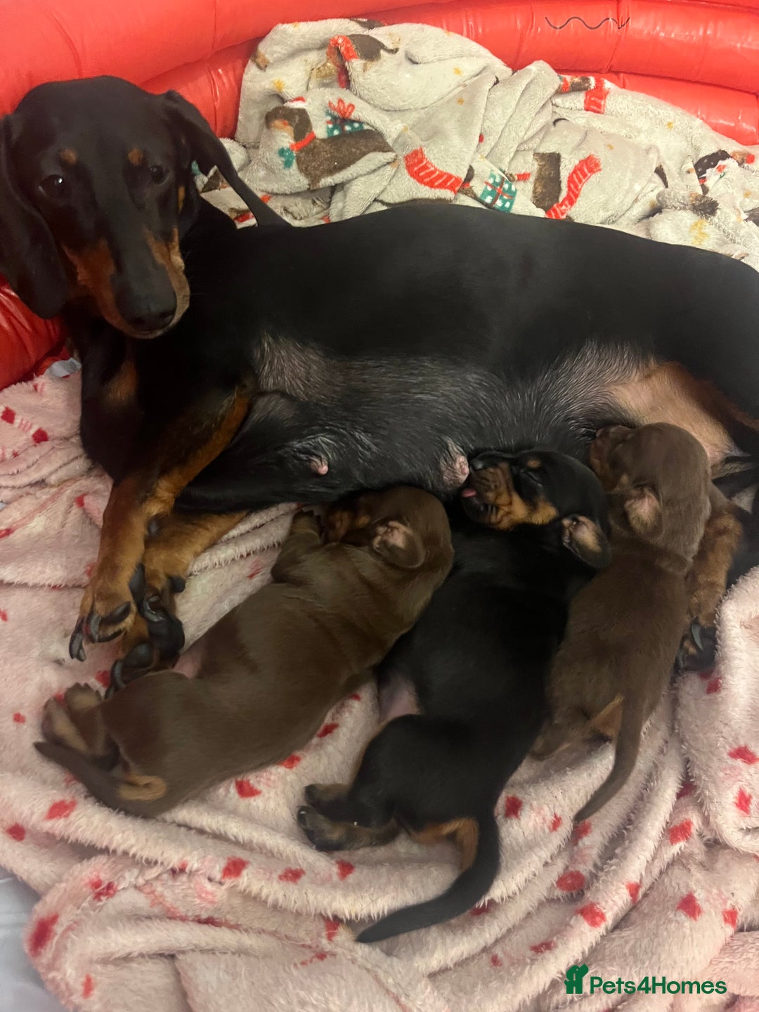 Miniature Dachshund dogs for sale: TWO LEFT KC REG Miniature Dachshunds! PEDIGREE - Advert 7