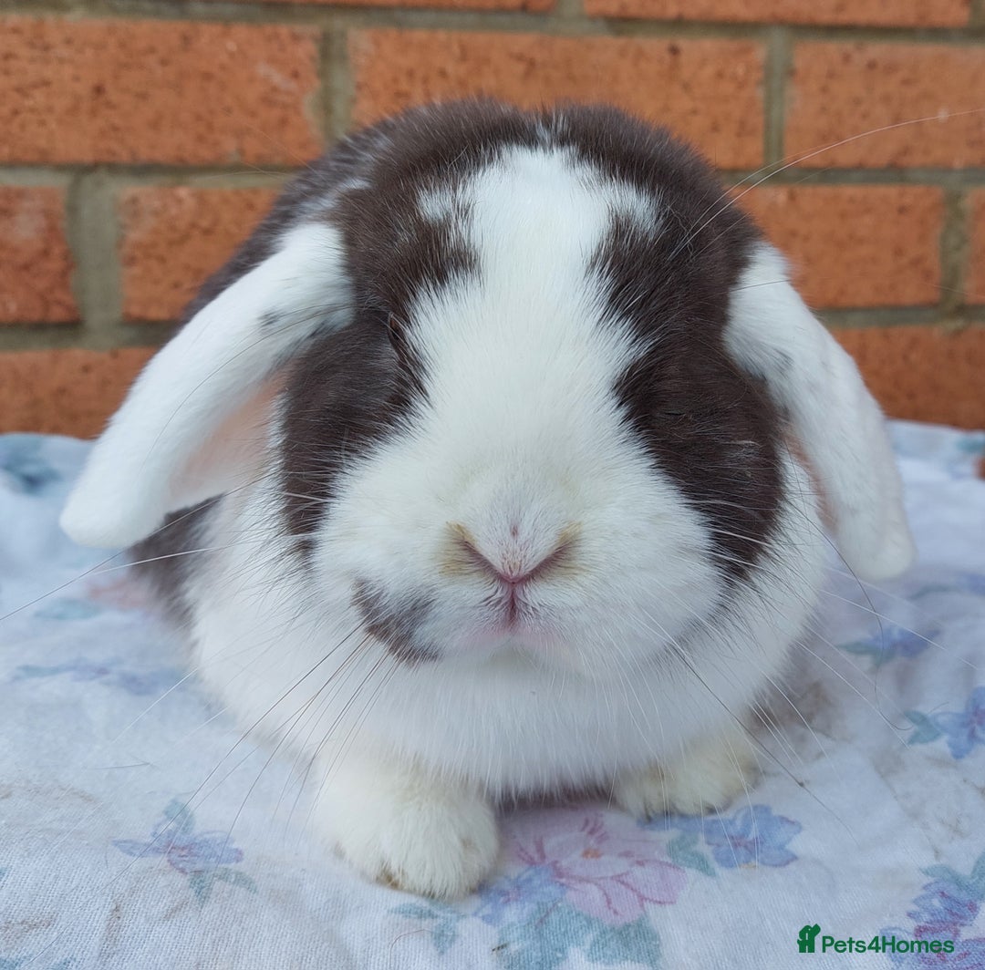 Mini Lop rabbits for sale: ☆Mini Lop Babies & Two Adult Does☆ - Advert 7