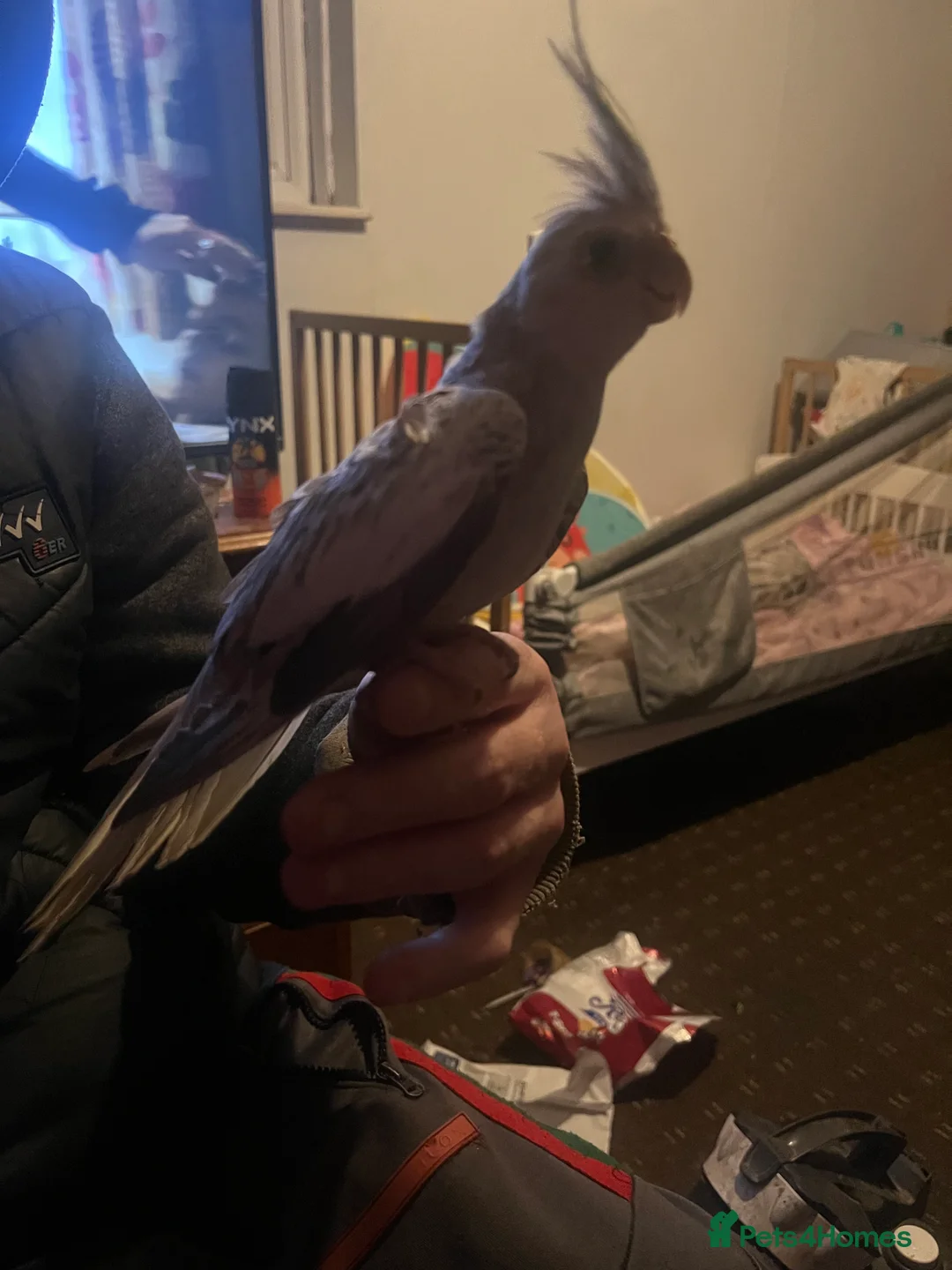 Cockatiels birds for sale: Hand tame cockatiels  - Advert 22