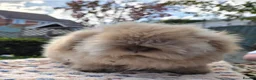 Angora rabbits for sale:  Super fluffy baby teddywidders   - Advert 9