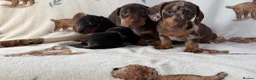 Dachshund dogs for sale: Dachshund puppies for sale  in Basildon - Advert 10