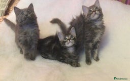 Maine Coon cats for sale: Ragdoll x Maine coon kittens  - Image 7
