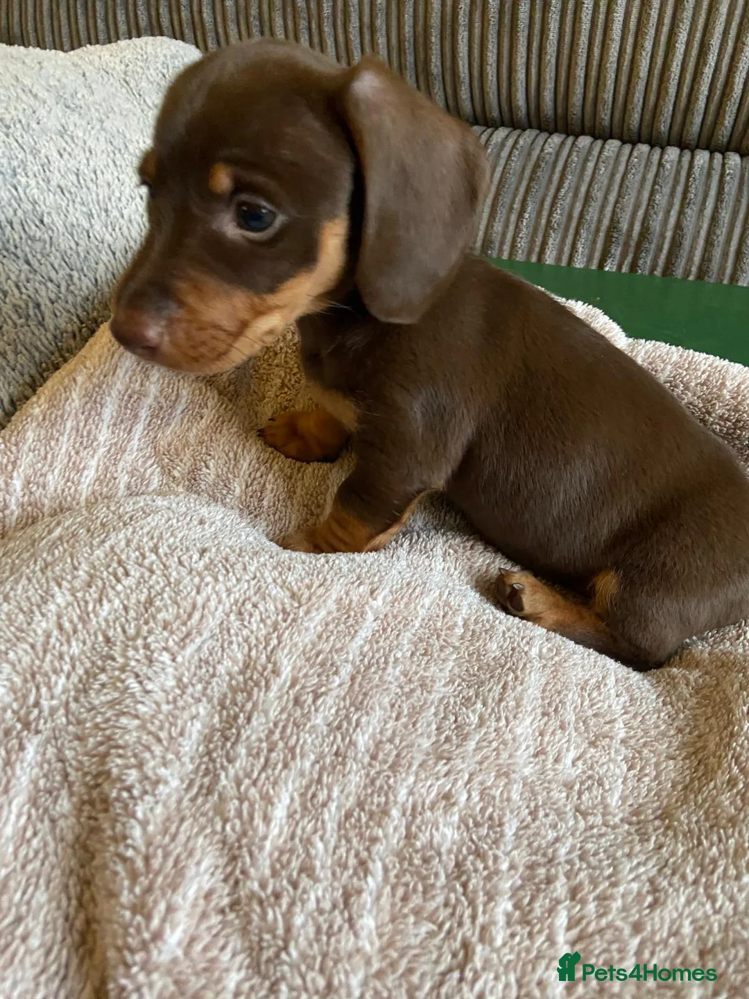 Dachshund dogs for sale: Long haired girl and left  - Advert 14