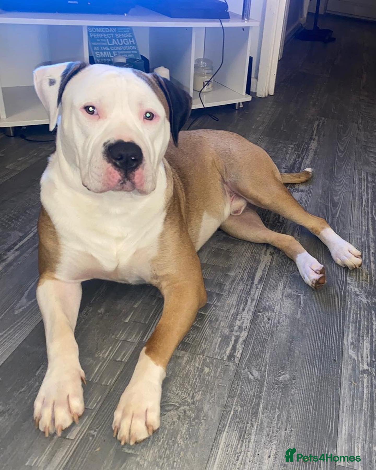 American Bulldog dogs NKC American Bulldog for Stud in Birmingham - Advert 9