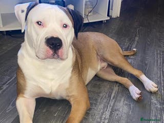 American Bulldog dogs NKC American Bulldog for Stud in Birmingham - Advert 2