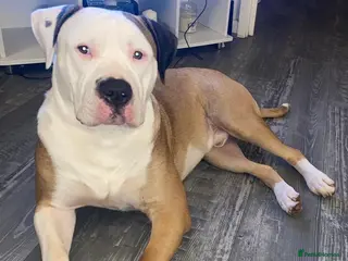 American Bulldog dogs NKC American Bulldog for Stud in Birmingham - Advert 1