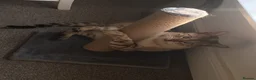 Bengal cats for sale: Female  Bengal  - Advert 9
