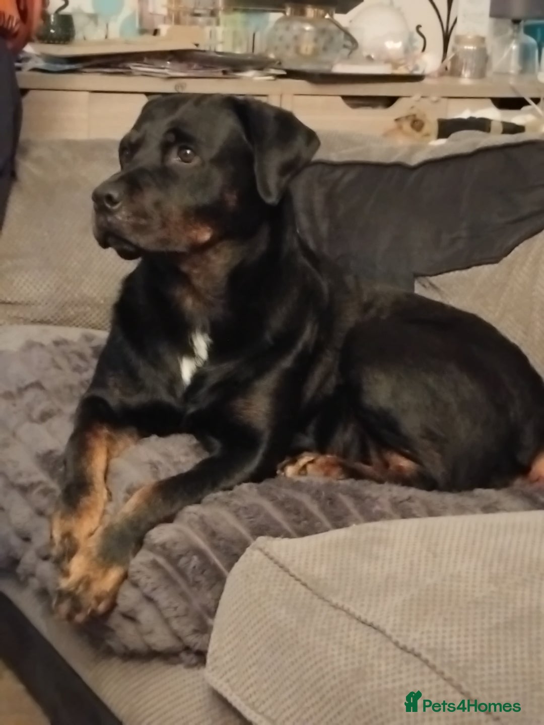 Mixed Breed dogs for sale: Cocco - Advert 1