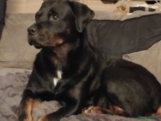 Mixed Breed dogs Cocco - Advert 3