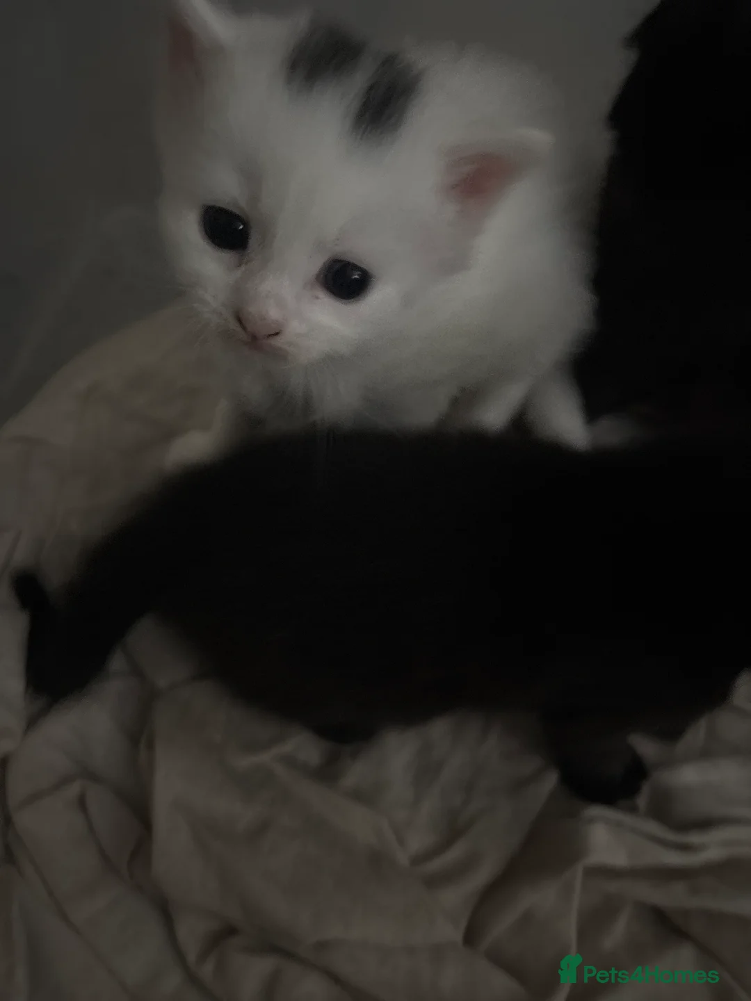 Mixed Breed cats for sale: Gorgeous kittens  - Advert 4
