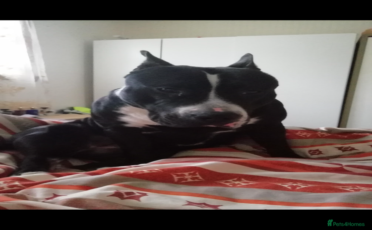 Staffordshire Bull Terrier dogs - Advert 12