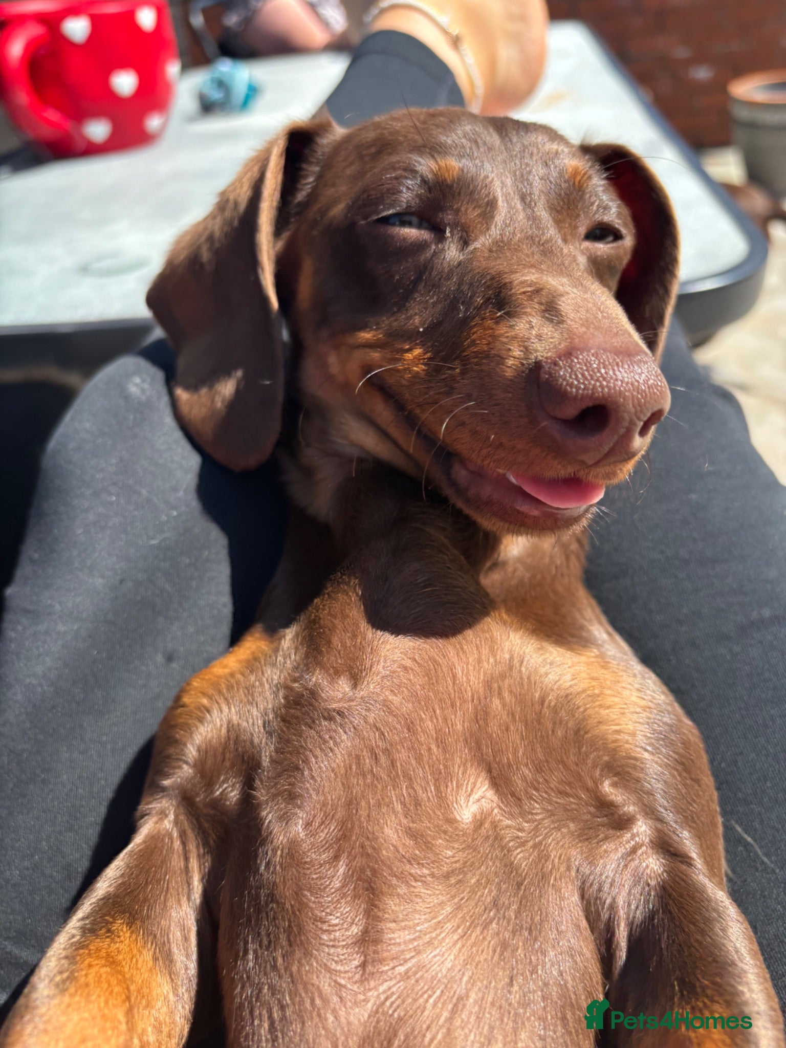 Miniature Dachshund dogs Miniature dachshund puppies  - Advert 6