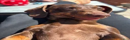 Miniature Dachshund dogs for sale: Miniature dachshund puppies  - Advert 1