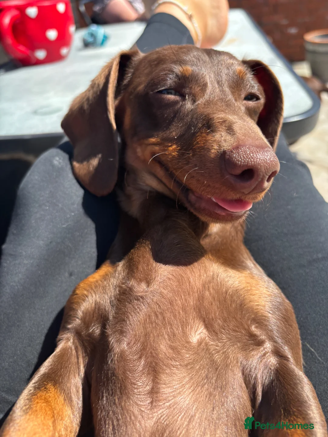 Miniature Dachshund dogs for sale: Miniature dachshund puppies  - Advert 1