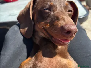 Miniature Dachshund dogs Miniature dachshund puppies - Advert 1