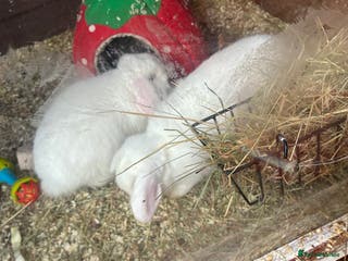 Mini Lop rabbits White Mini Lops £40 each! Or £70 for both! - Advert 12