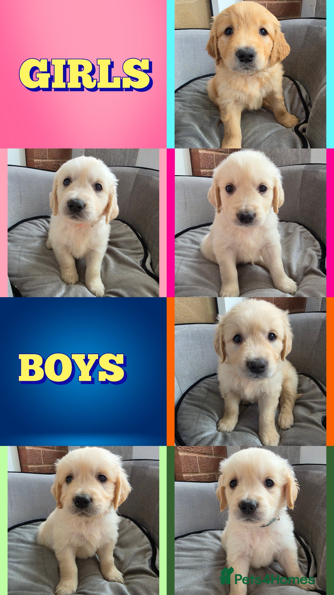 Golden Retriever dogs KC Puppies cream & gold - Advert 17