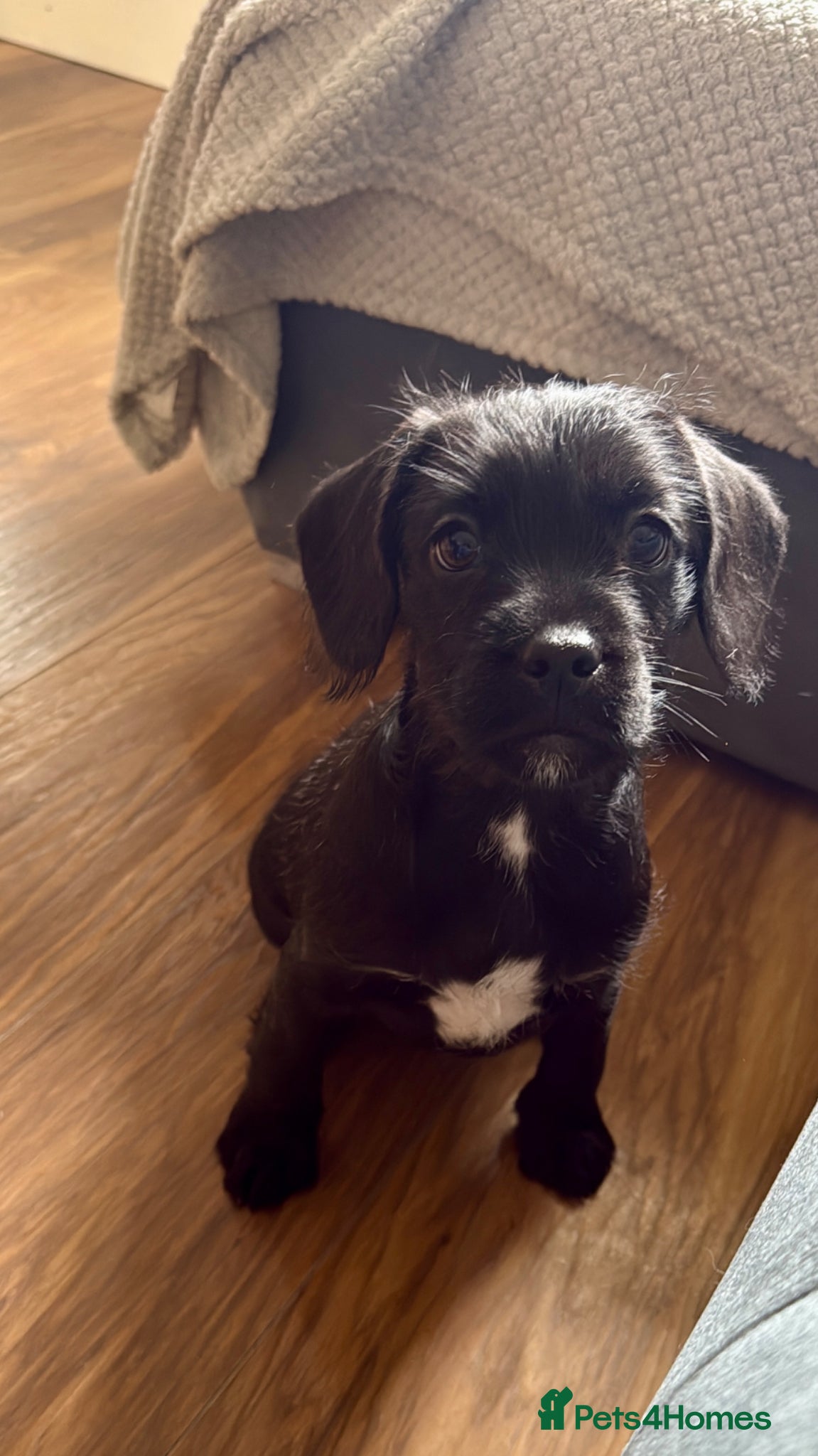 Mixed Breed dogs French bulldog /cockapoo - Advert 3