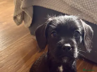 Mixed Breed dogs French bulldog /cockapoo - Advert 3