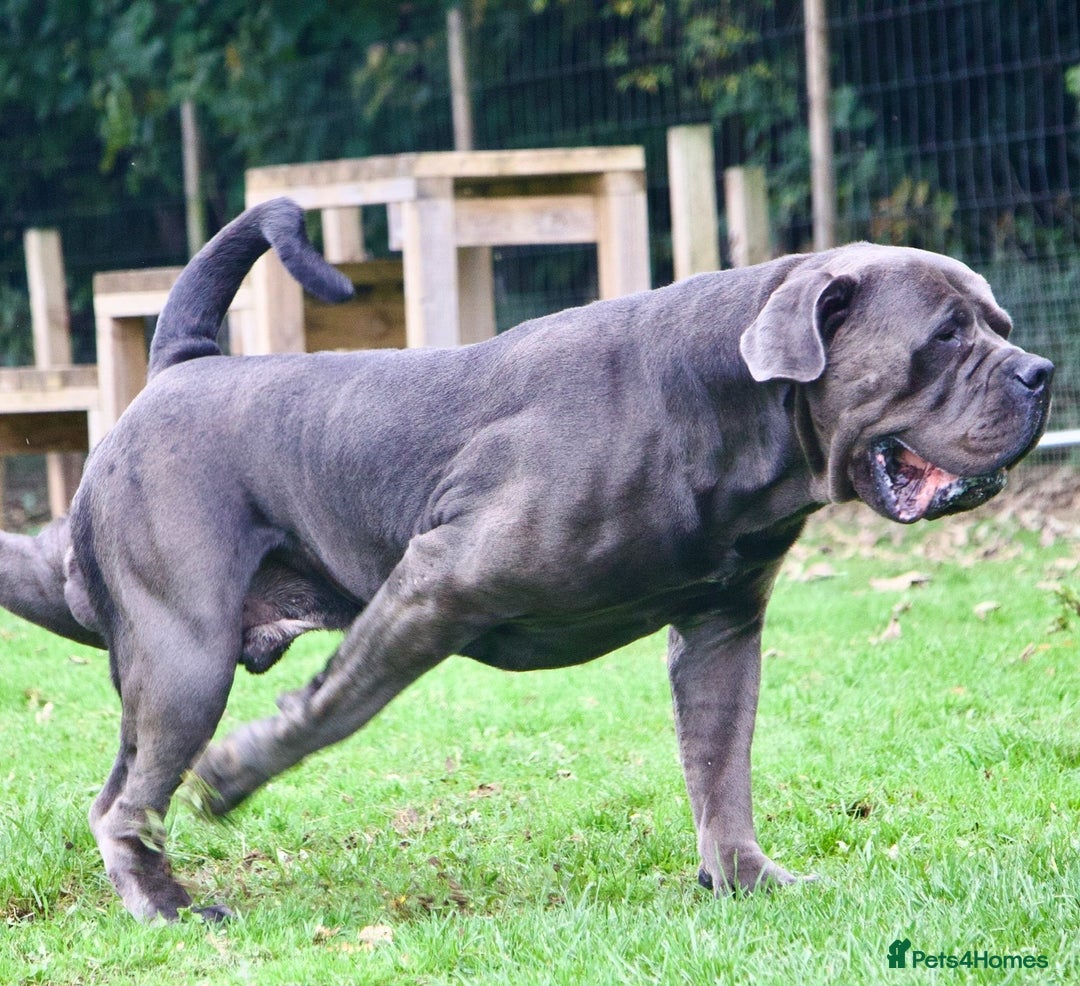 Boerboel dogs for stud: Imperial Health Tested & Champion Stud in Eastleigh - Image 37