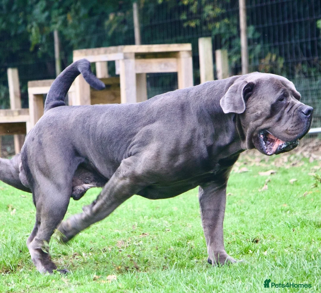 Boerboel dogs for stud: Imperial Health Tested & Champion Stud in Eastleigh - Advert 37