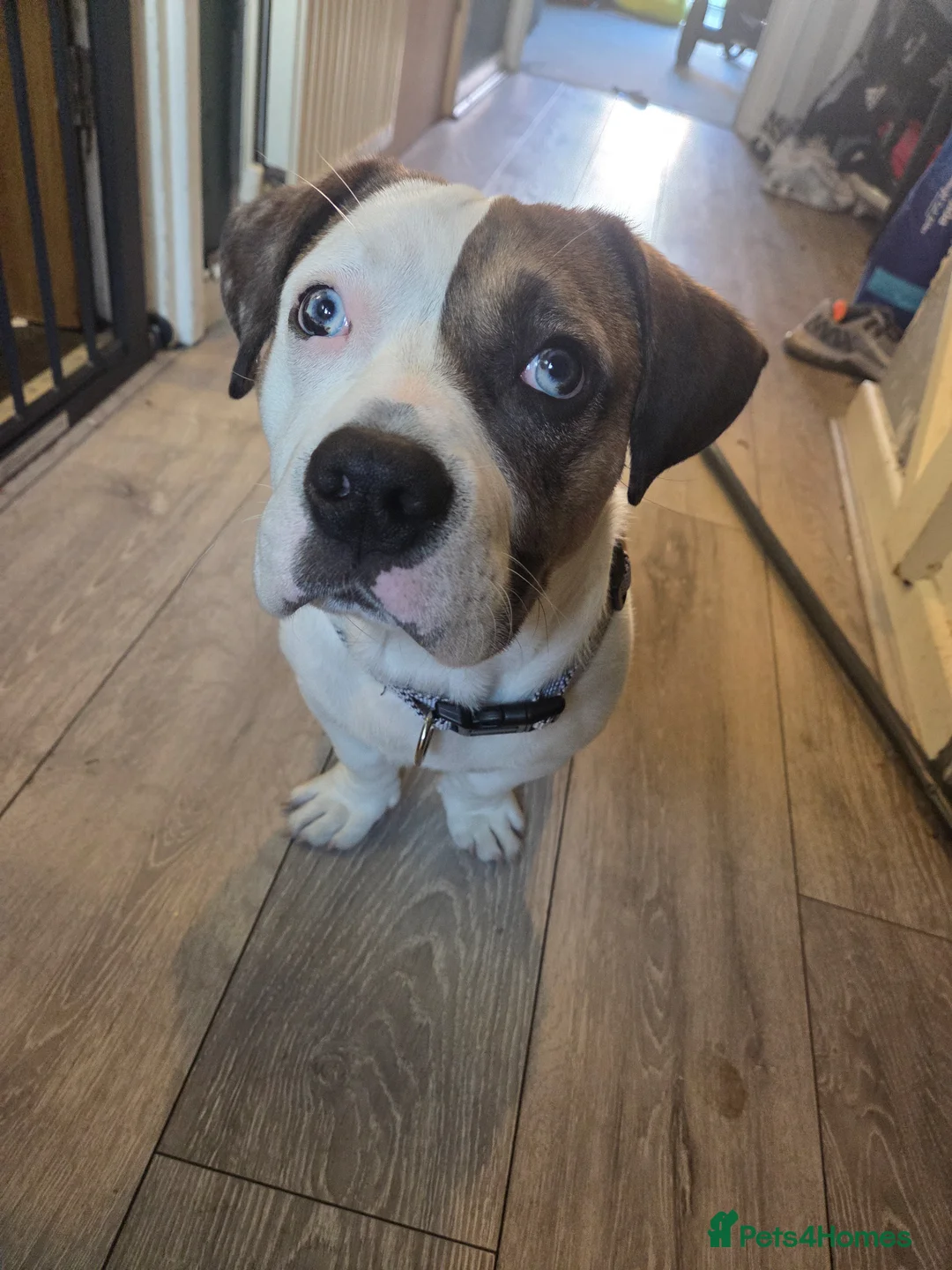 Mixed Breed dogs for sale: 6 month male mixed breed - Advert 3