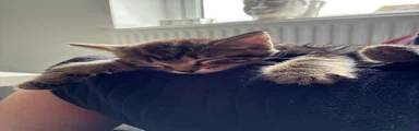 Tabby ‘twin’