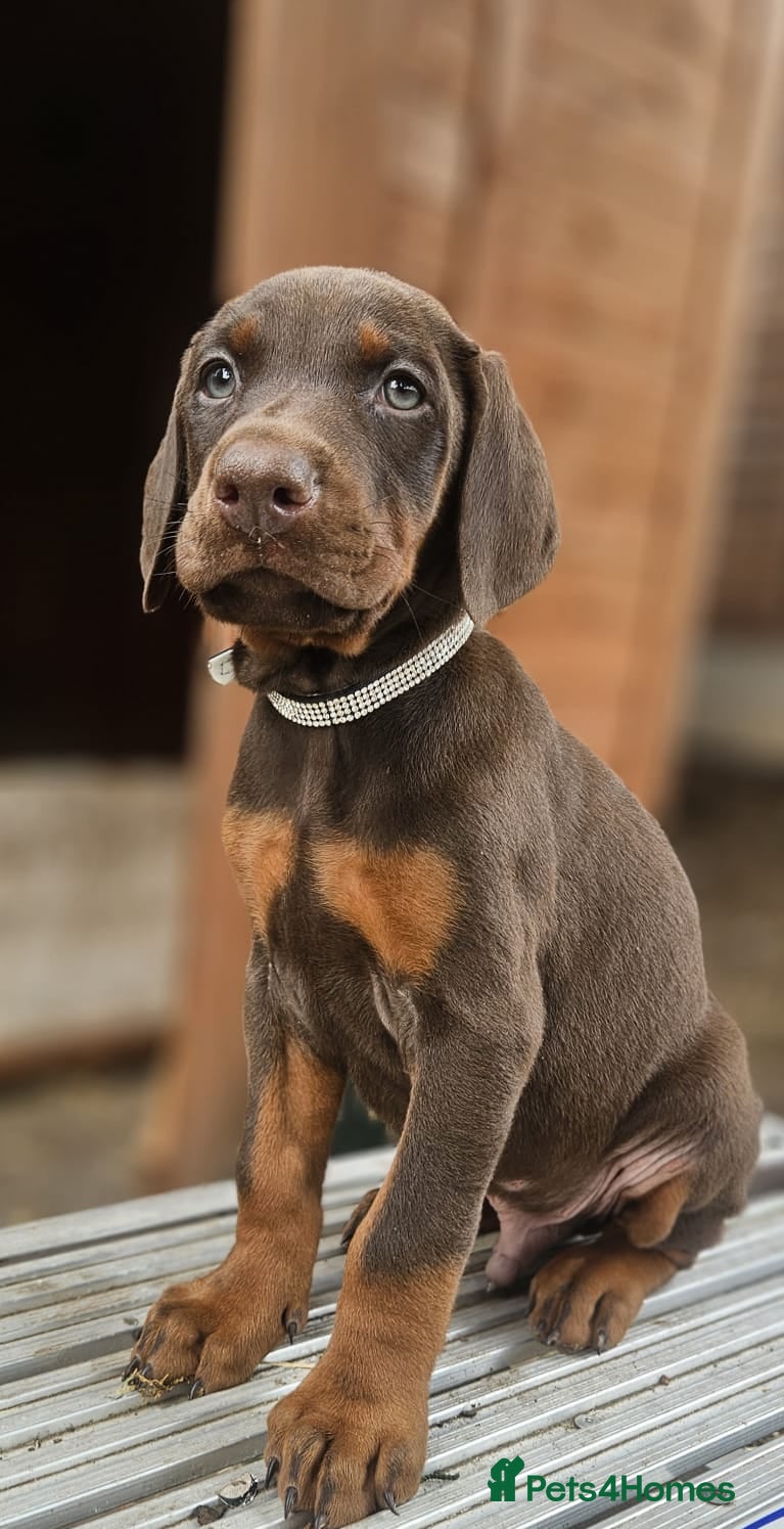 Dobermann dogs 🔥Ready Soon Top Quality KC Registered 🏆 - Advert 5