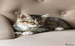 Mixed Breed cats for sale: Adorable Longhair Kittens-ready for a new home - Image 2
