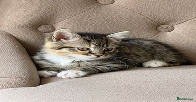 Mixed Breed cats - Advert 16