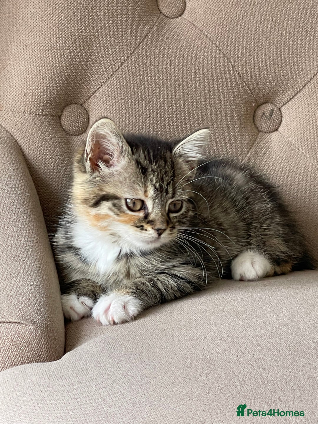 Mixed Breed cats for sale: Adorable Longhair Kittens-ready for a new home - Image 2