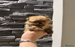 Pomeranian dogs for sale: Little male pomeranian - Image 6