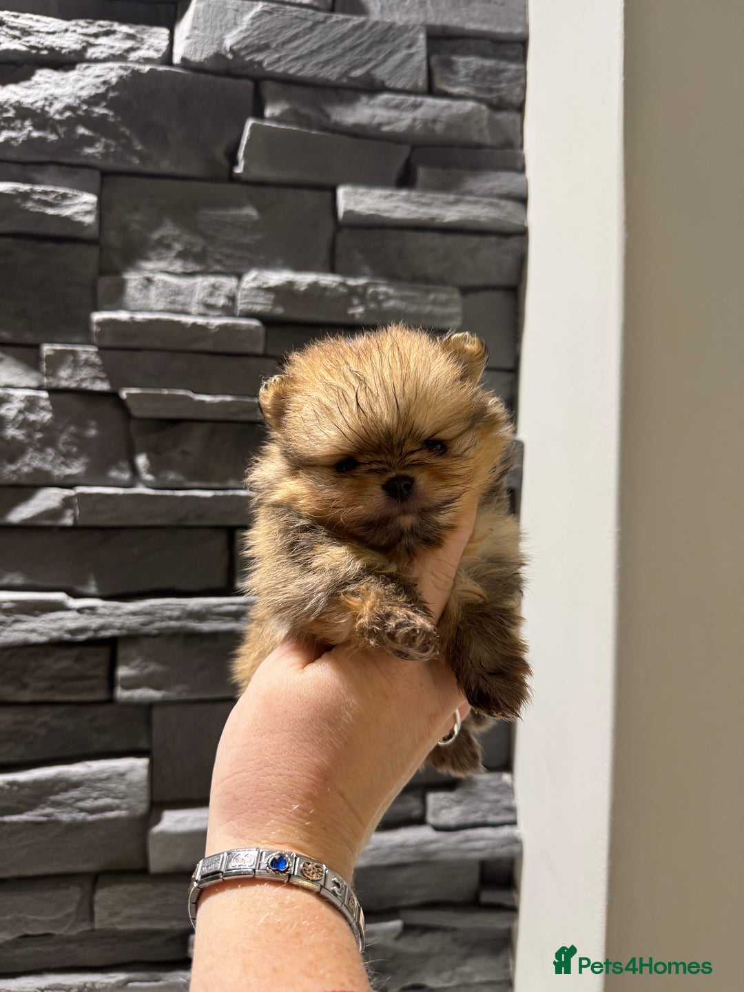 Pomeranian dogs for sale: Little male pomeranian - Image 6