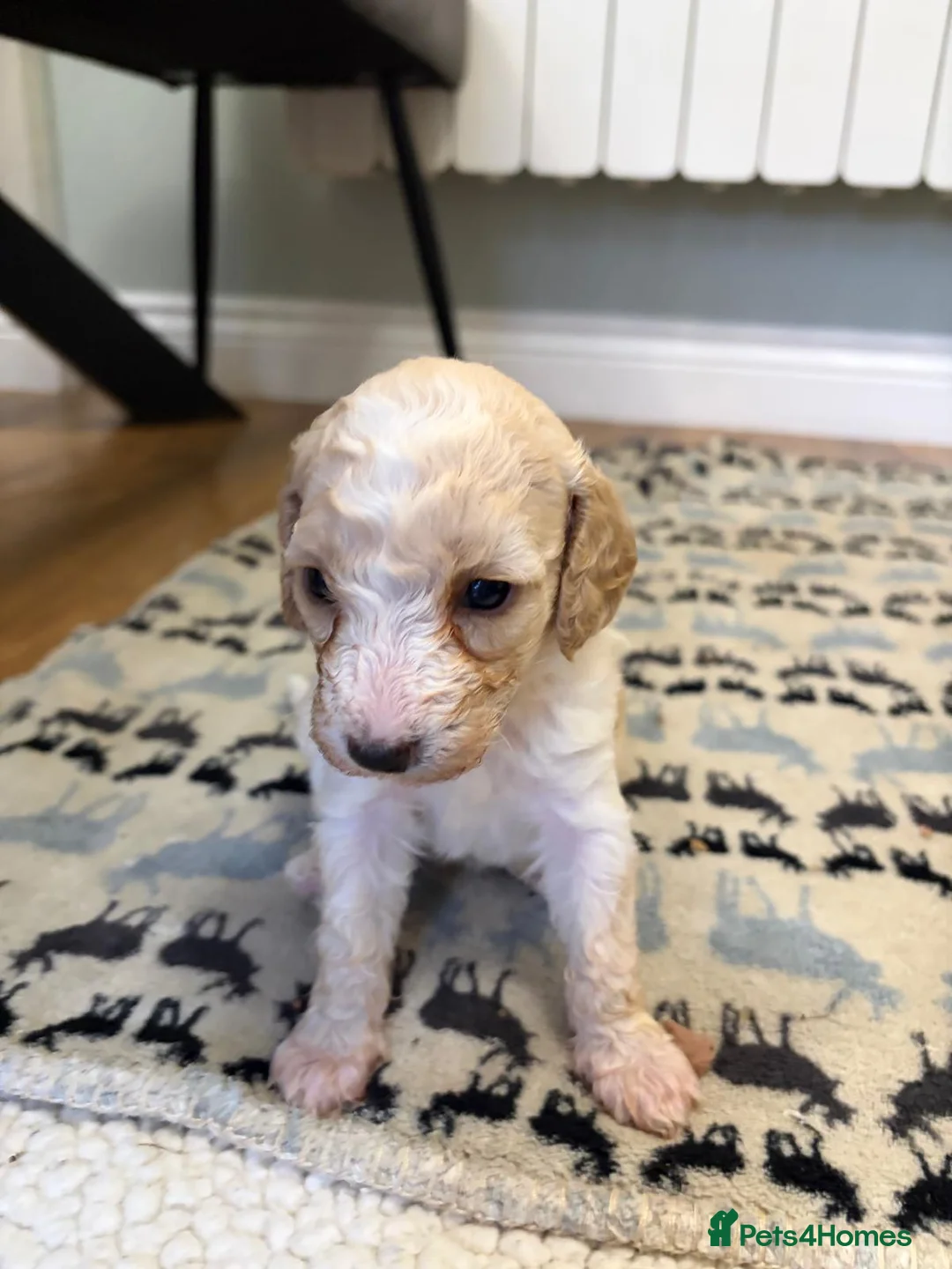 Sheepadoodle dogs for sale: Sheepadoodle  - Advert 6